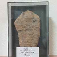 モロッコ産の恐竜の脊椎　化石　夏休み　自由研究 モロッコ産の恐竜の脊椎化石夏休み自由研究